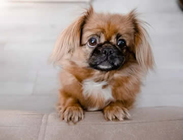 Pekines
